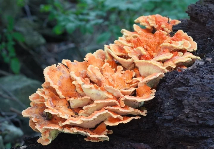 Chicken of the Woods