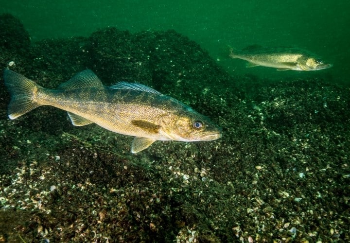 Homemade Pan-Fried Walleye Recipe